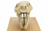 Fossil Oreodont (Merycoidodon) Skull Display - South Dakota #284367-5